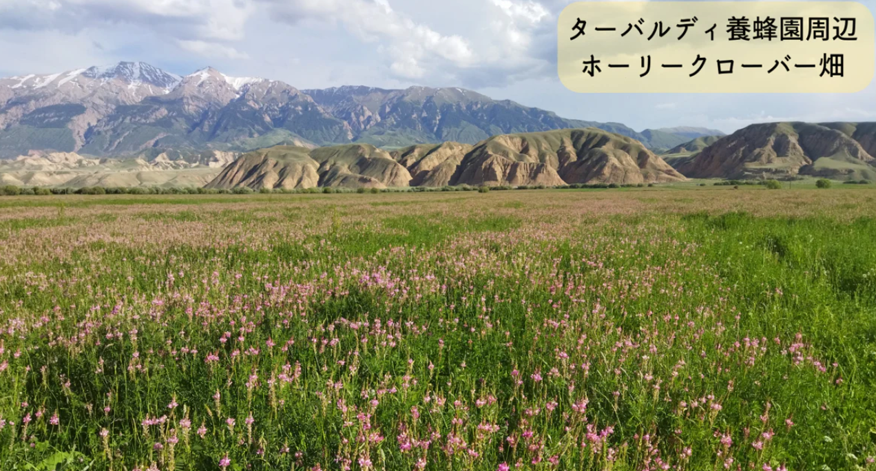 【ぞうねこちゃんねる限定価格】アトバシ盆地の白い蜂蜜(白)※5月末頃配送