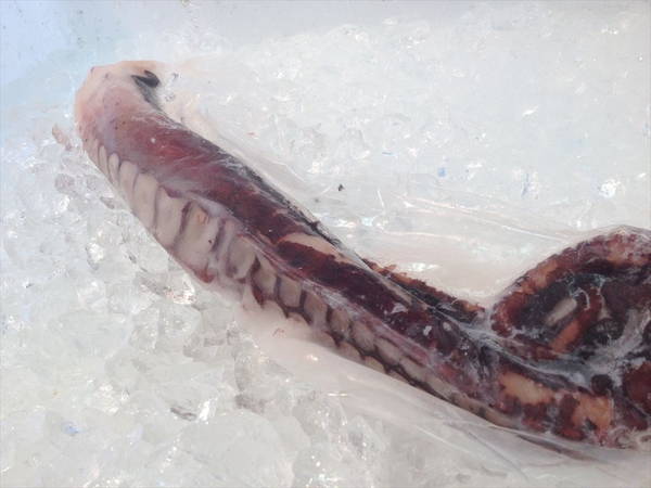 【北海道フェア 水産部門🐟】冷凍ボイルタコ足 1本袋 ※5/25~31より順次発送予定 (クーポン対象商品)