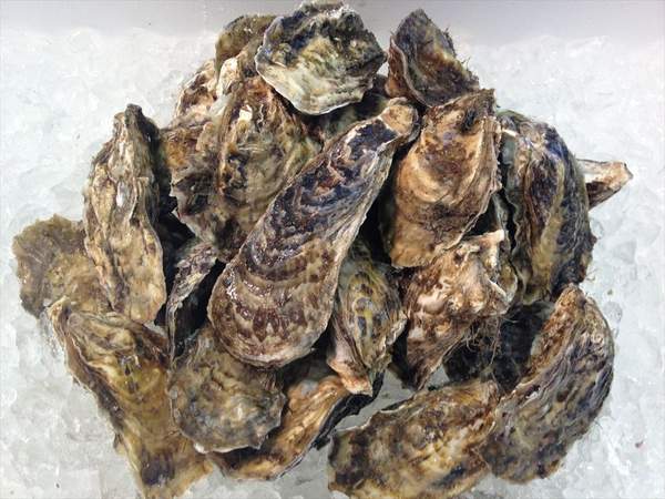 【北海道フェア　水産部門🐟】殻付き牡蠣 2Lサイズ　10個入/pc　※5/25~31より順次発送予定　（クーポン対象商品）