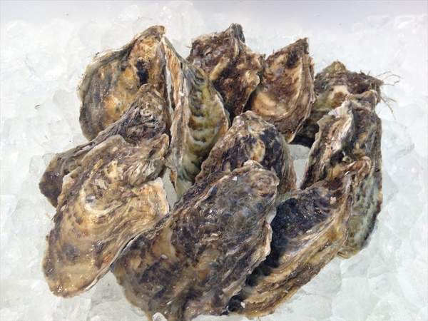 【北海道フェア　水産部門🐟】殻付き牡蠣 2Lサイズ　10個入/pc　※5/25~31より順次発送予定　（クーポン対象商品）
