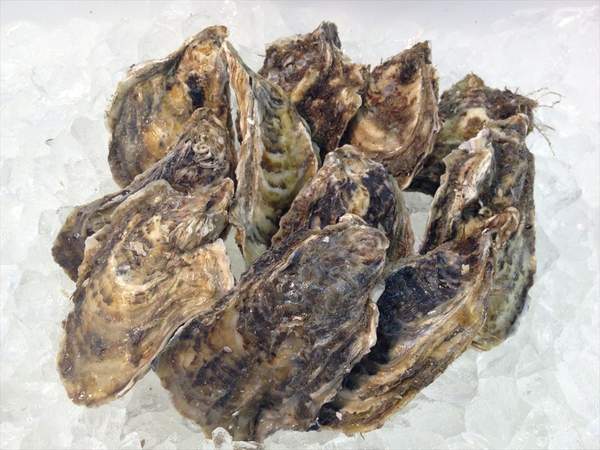 【北海道フェア　水産部門🐟】殻付き牡蠣 2Lサイズ　10個入/pc　※5/25~31より順次発送予定　（クーポン対象商品）
