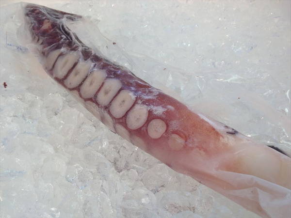 【北海道フェア　水産部門🐟】冷凍ボイルタコ足 1本袋　※5/25~31より順次発送予定　（クーポン対象商品）