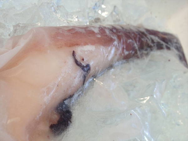 【北海道フェア　水産部門🐟】冷凍ボイルタコ足 1本袋　※5/25~31より順次発送予定　（クーポン対象商品）