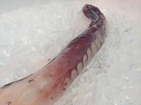 【北海道フェア　水産部門🐟】冷凍ボイルタコ足 1本袋　※5/25~31より順次発送予定　（クーポン対象商品）